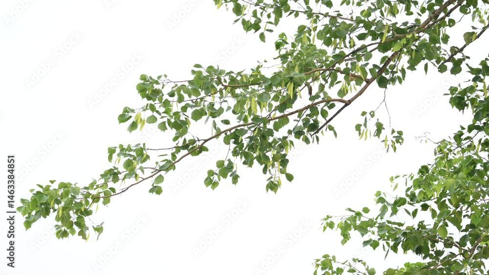 Dalbergia sissoo tree. It's other names North Indian rosewood and shisham. This is a fast growing, hardy deciduous rosewood tree native to the Indian Subcontinent and Southern Iran.
Dalbergia sissoo tree. It's other names North Indian rosewood and shisham. This is a fast growing, hardy deciduous rosewood tree native to the Indian Subcontinent and Southern Iran.