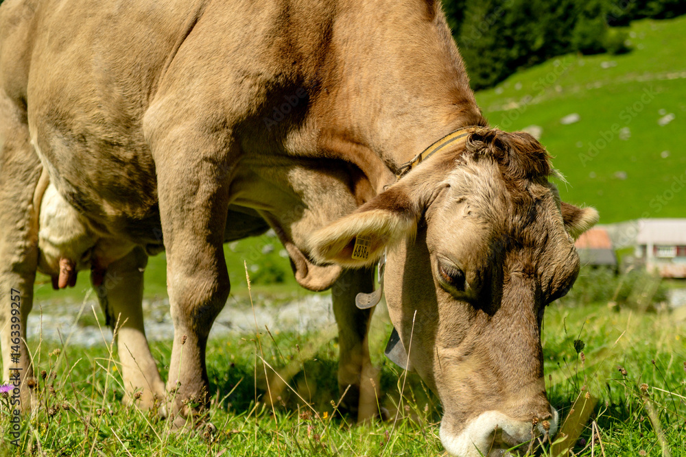 Dairy cow farming. Mammals grazing in the grass. Cow on a ranch. Pasture filled with cows and calves. Bovine cow in the countryside. Field of grazing livestock. Grazing cows.