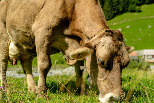 Obraz na płótnie Dairy cow farming. Mammals grazing in the grass. Cow on a ranch. Pasture filled with cows and calves. Bovine cow in the countryside. Field of grazing livestock. Grazing cows. w salonie