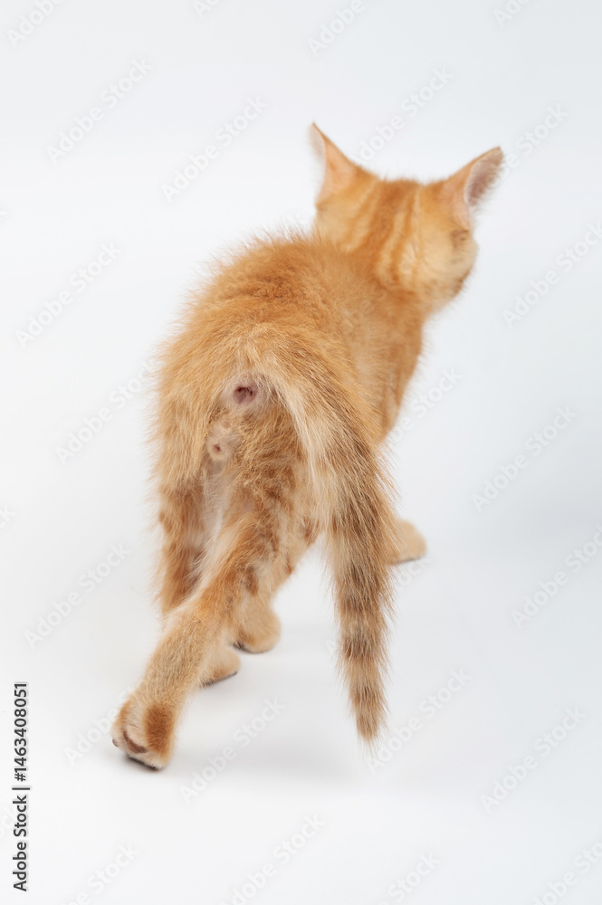 Playful orange kitten walking away on white background during indoor setting