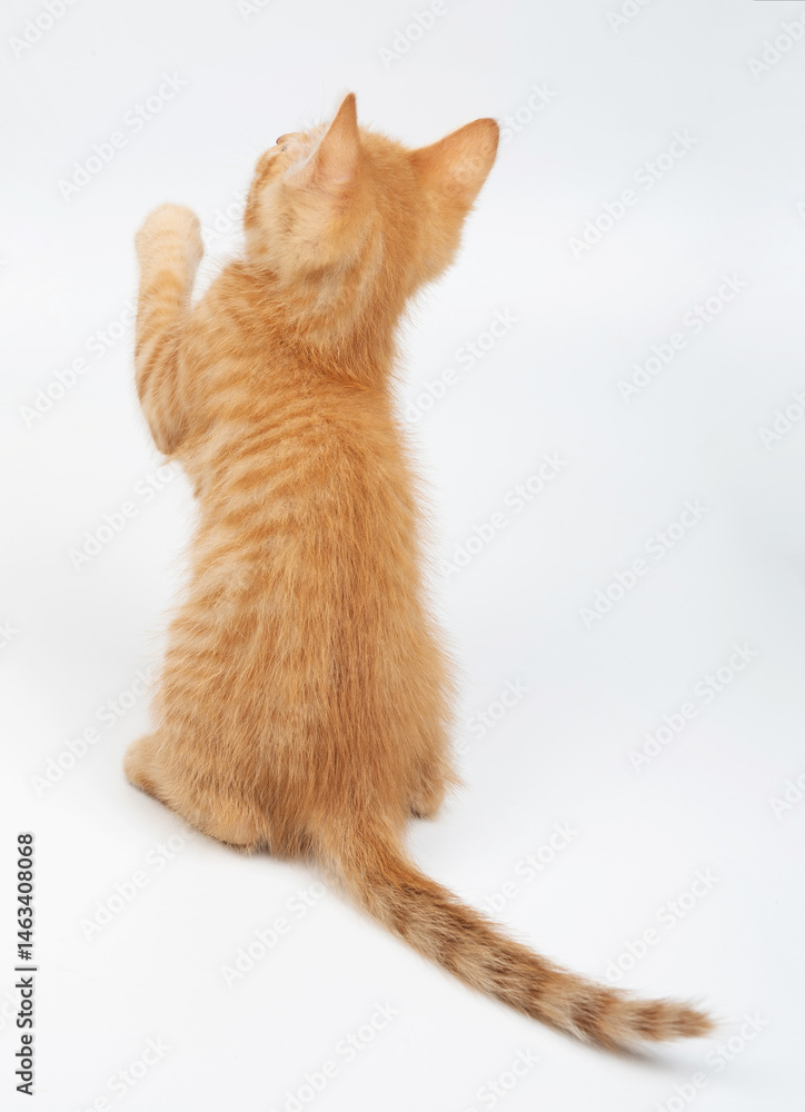 Orange tabby kitten standing on hind legs in playful pose in bright studio