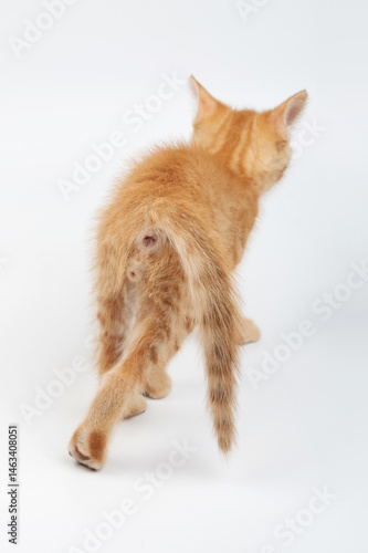 Obraz na płótnie Playful orange kitten walking away on white background during indoor setting w salonie