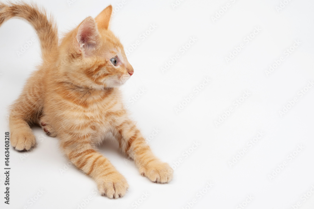 Cute orange kitten stretches on white surface, exploring its surroundings daily