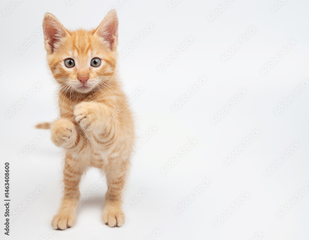 Playful orange kitten standing on its hind legs in bright studio space