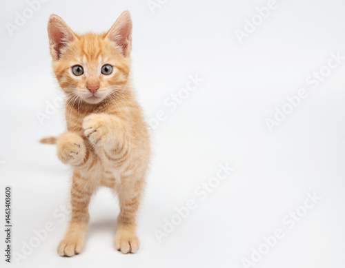 Obraz na płótnie Playful orange kitten standing on its hind legs in bright studio space w salonie