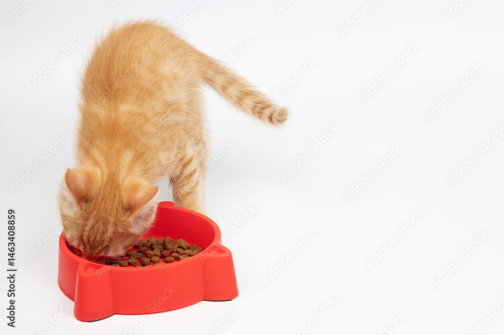 Orange kitten eating from red bowl in bright setting during the day