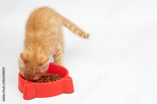 Obraz na płótnie Orange kitten eating from red bowl in bright setting during the day w salonie
