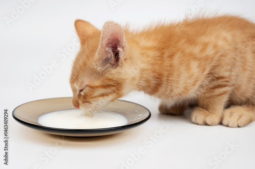 Obraz na płótnie Curious kitten enjoys drinking milk from dish in cozy indoor environment w salonie