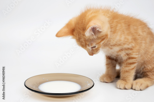 Obraz na płótnie Curious orange kitten looks at small plate of milk on white surface w salonie