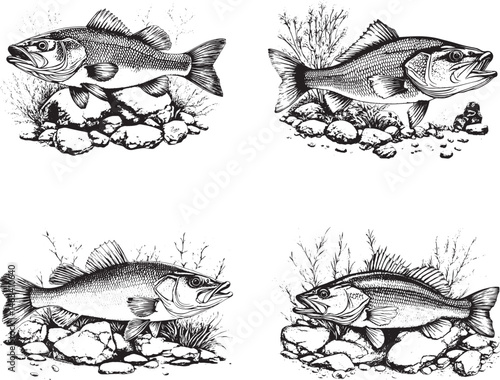 Bass Fish Svg