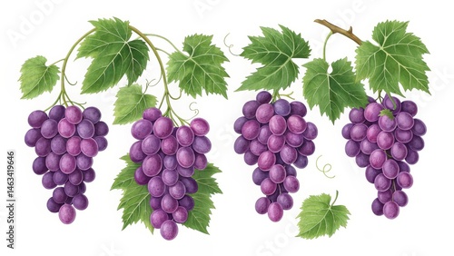 Wallpaper Mural Watercolor Painting of Three Grape Bunches, Botanical Illustration, Vine Leaves, Purple Grapes, Fruit Still Life Grapes, Watercolor Torontodigital.ca