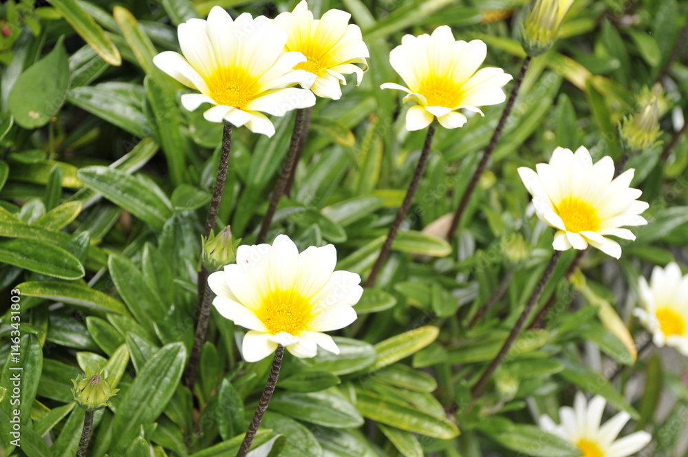 Fototapeta premium クリーム色の花