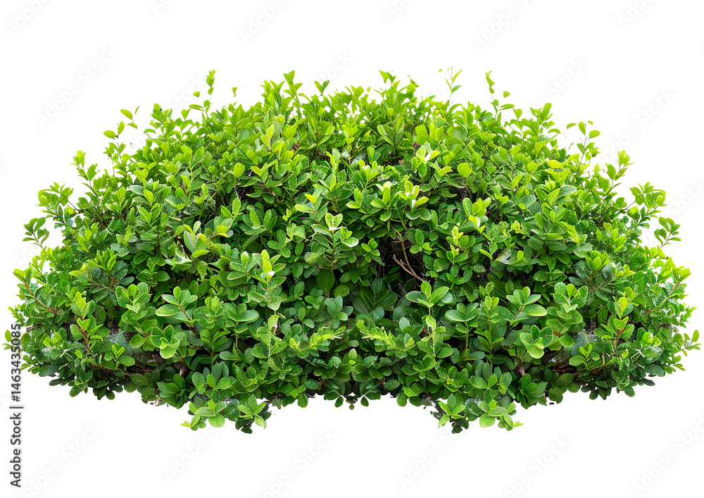 Fototapeta premium Green garden bushes on a transparent background