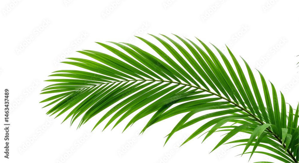 Fototapeta premium Lush palm frond against dark backdrop