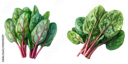 red spinach watercolor vector illustration