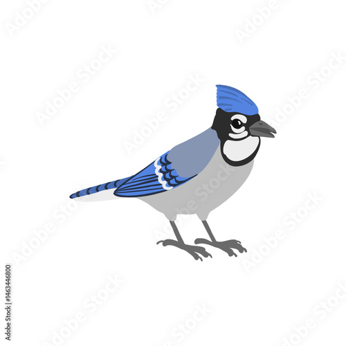 vector drawing bird, blue jay , hand drawn Cyanocitta cristata, isolated nature design element