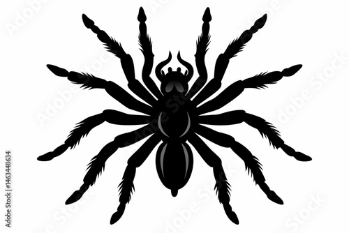 tarantula sihouette black vector