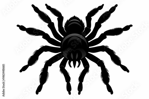 tarantula sihouette black vector