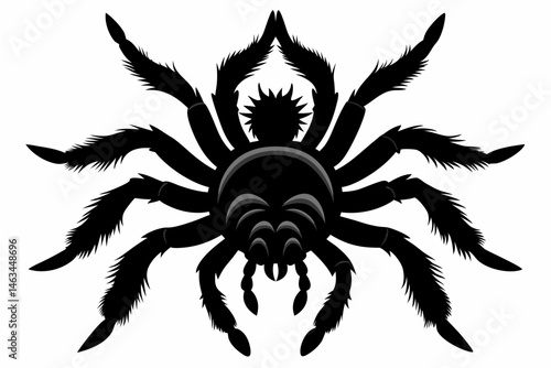 tarantula sihouette black vector