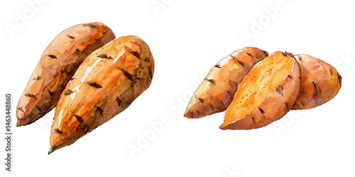 sweet potato watercolor vector illustration
