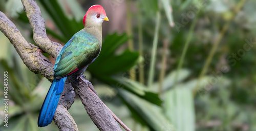 A red-crested turaco or Tauraco erythrolophus perched on a branch