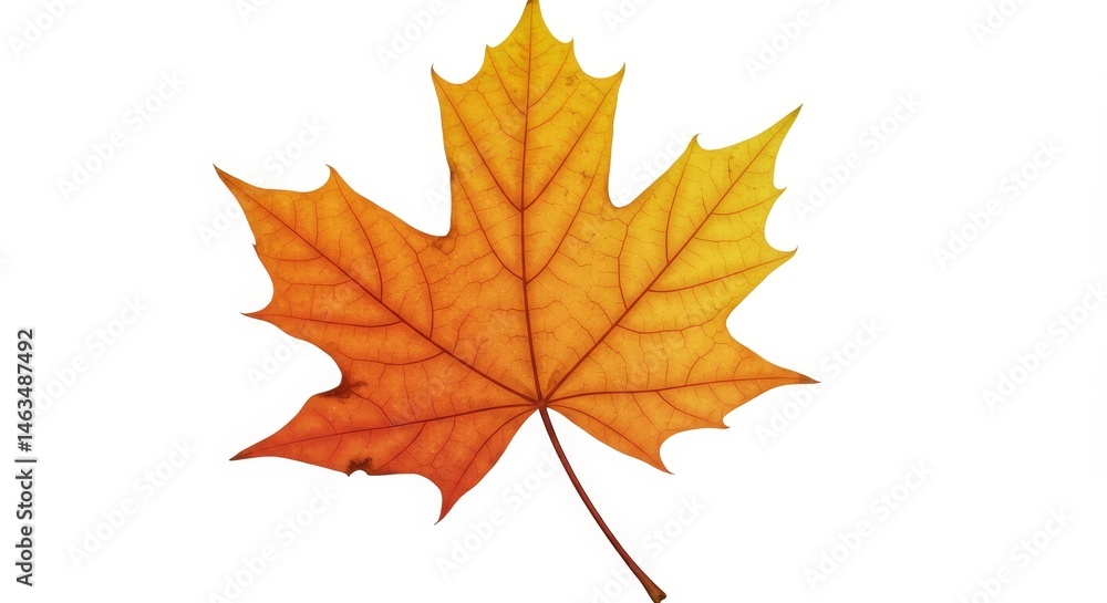 Autumn Maple Leaf on White Background - Single orange and yellow maple leaf, isolated on white. Symbolizing autumn, nature, change, beauty, and tranquility Autumn Maple Leaf on White Background - Single orange and yellow maple leaf, isolated on white. Symbolizing autumn, nature, change, beauty, and tranquility