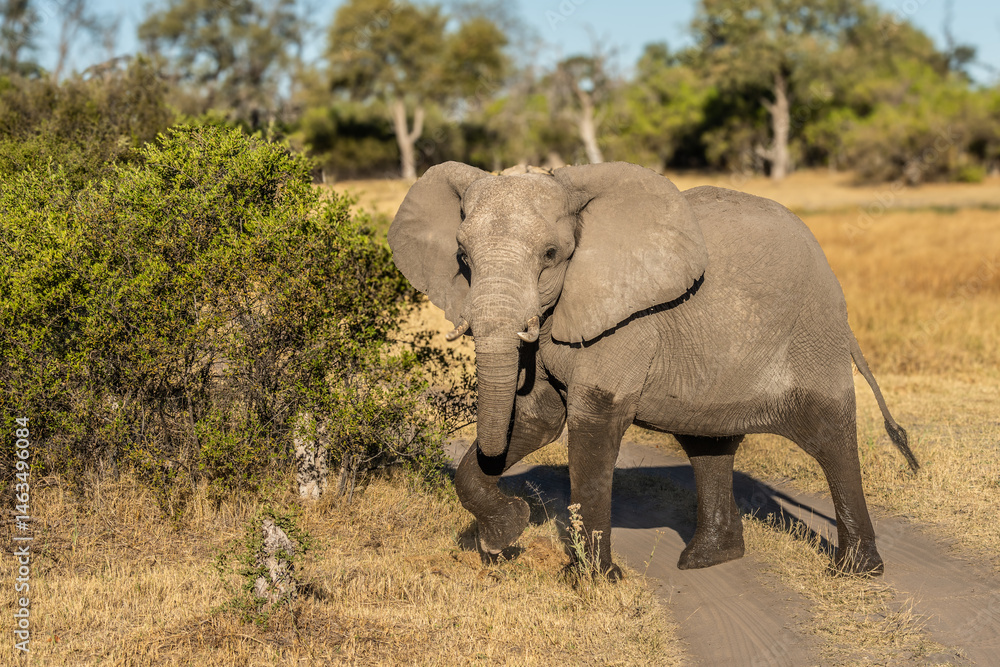 Fototapeta premium herd of African elephants at sunset Botswana (Loxodonta africana)