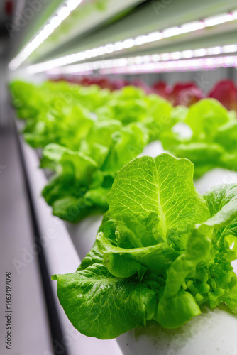 Automatic Agricultural Technology With Close-up View Of Robotic Arm Harvesting Lettuce In Vertical Hydroponic Plant