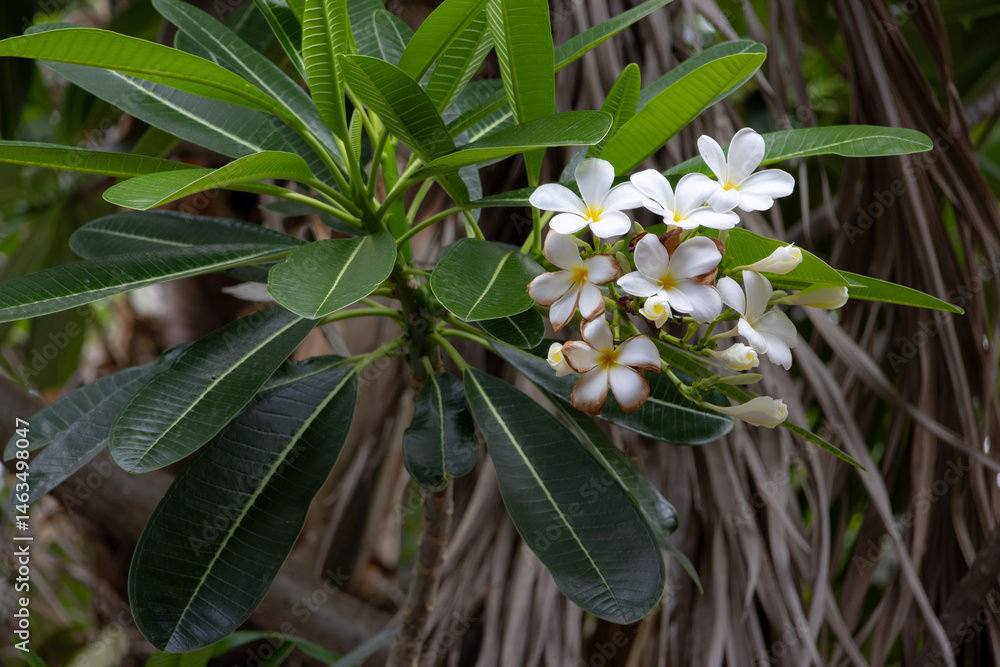 Obraz premium elegant white Plumeria pudica flowers, also known as Bridal Bouquet or Evergreen Frangipani. The delicate white petals with a yellow center contrast beautifully with the long, dark green leaves.