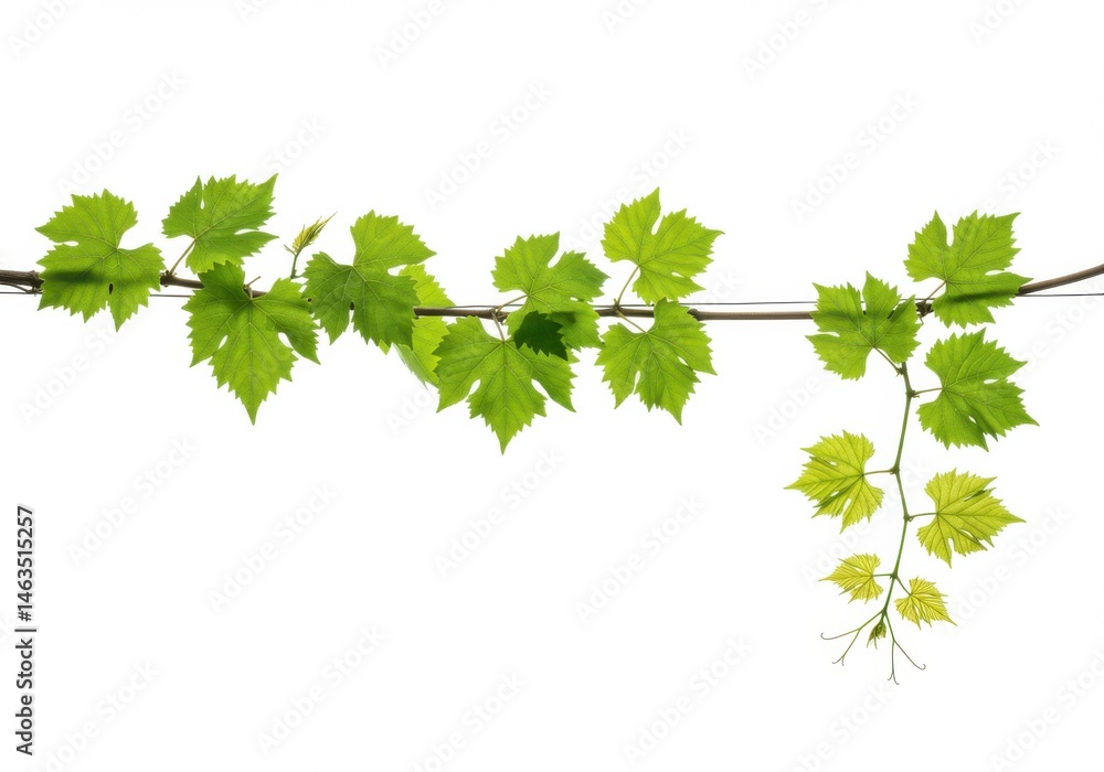 Vine branch with green leaves isolated on white background Vine branch with green leaves isolated on white background