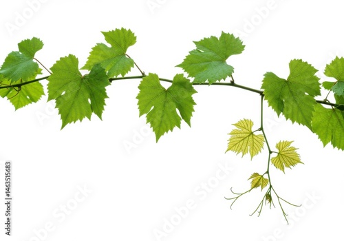 Wallpaper Mural A vine branch with green leaves against isolated on white background Torontodigital.ca