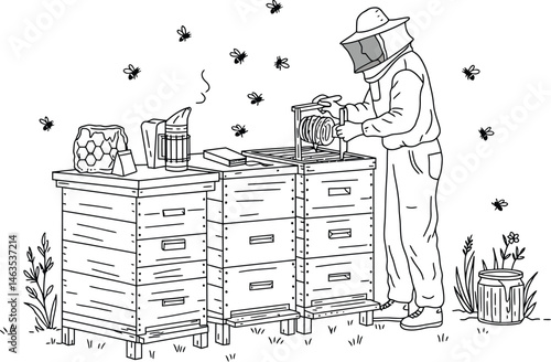 Beekeeper Harvesting Honey, Sustainable Apiary