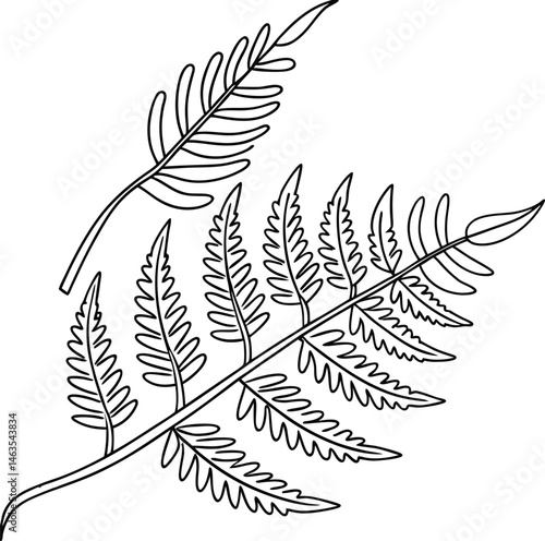 Fern Fronds Outline Illustration Botanical Design Isolated On White Background Elegant Decoration