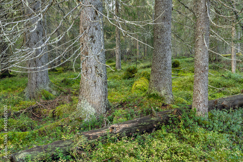 Old growth spruce forest on an early autumn day.  Hossa National Park, Finland