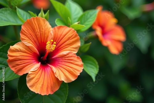 Wallpaper Mural Bold tropical hibiscus blooms, vibrant orange & green, botanical, wallpaper, jungle Torontodigital.ca