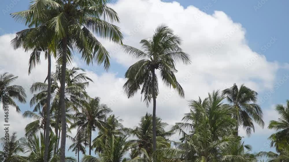 Coconut Palms Swaying Under Partly Cloudy Skies