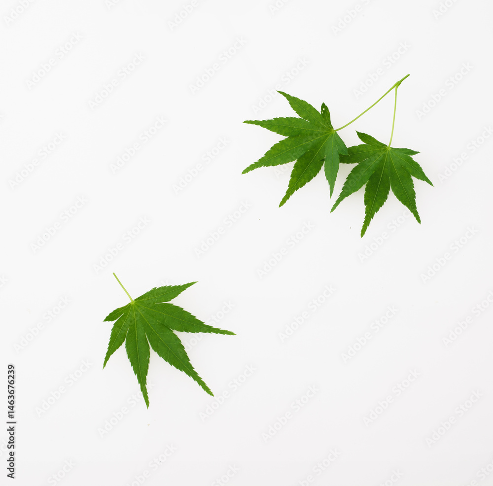 青紅葉 青紅葉