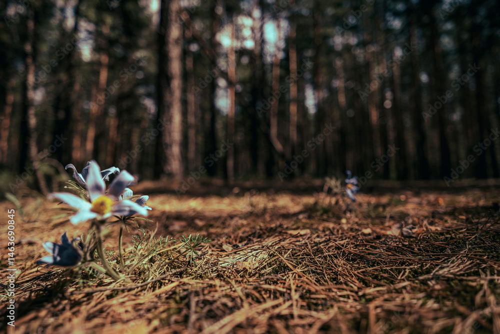 dark forest glade close up