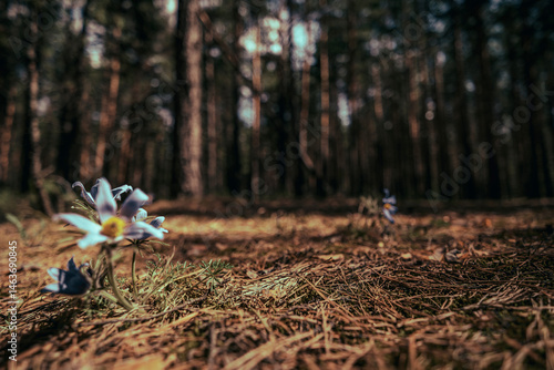 Obraz na płótnie dark forest glade close up w salonie