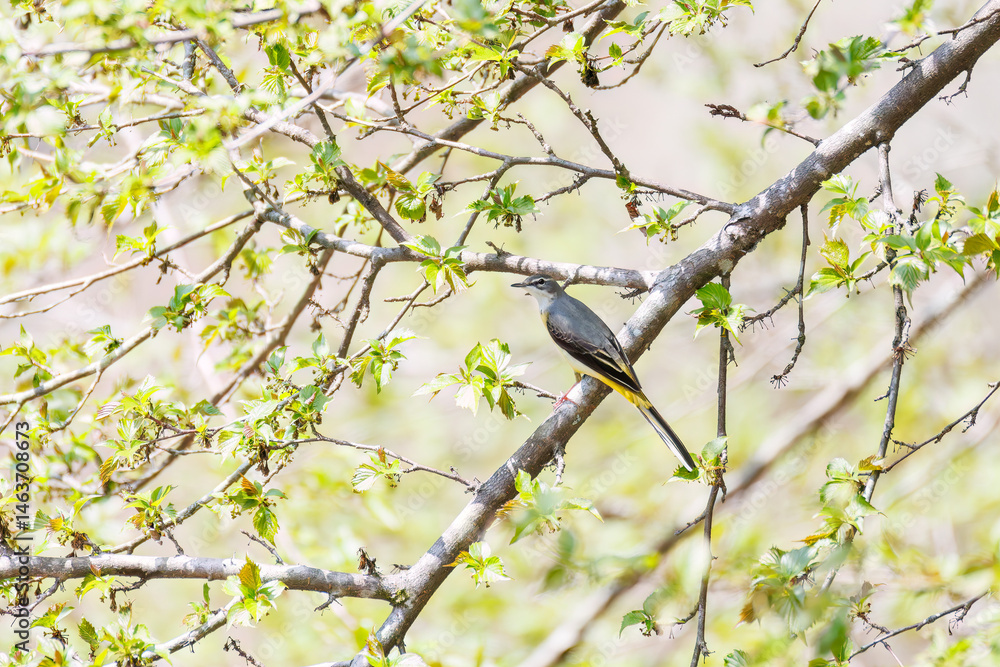 さえずる綺麗なキセキレイ(セキレイ科)
英名学名:Grey Wagtail (Motacilla cinerea)
新緑が美しい。
神奈川県清川村、早戸川林道-2025年
さえずる綺麗なキセキレイ(セキレイ科)
英名学名:Grey Wagtail (Motacilla cinerea)
新緑が美しい。
神奈川県清川村、早戸川林道-2025年