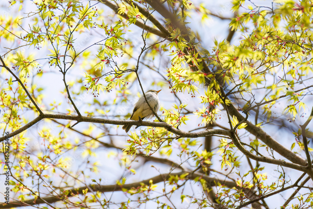 さえずる可愛いセンダイムシクイ(ムシクイ科)
英名学名:Eastern Crowned Warbler (Phylloscopus coronatus, family comprising Warbler)
新緑が美しい。
神奈川県清川村、早戸川林道-2025年
さえずる可愛いセンダイムシクイ(ムシクイ科)
英名学名:Eastern Crowned Warbler (Phylloscopus coronatus, family comprising Warbler)
新緑が美しい。
神奈川県清川村、早戸川林道-2025年