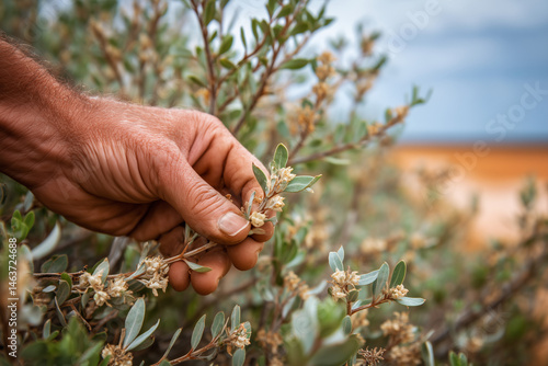 close up hand picking saltbush leaves in australian outback, aboriginal bush tucker theme