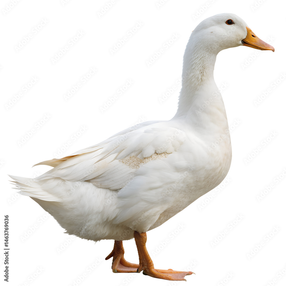 Fototapeta premium white duck standing isolated on transparent background