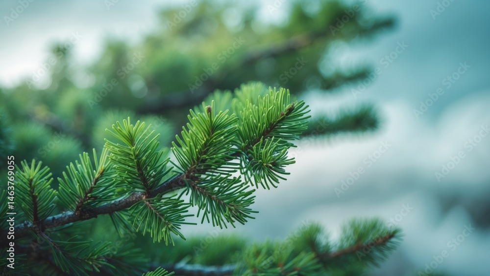 Shallow focus on a close-up of a fir tree branch with fluffy green spruce needles, wallpaper concept, spring sprouts background Shallow focus on a close-up of a fir tree branch with fluffy green spruce needles, wallpaper concept, spring sprouts background