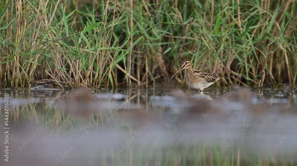 A beautiful shot of a snipe bird in mid-flight over a tranquil marsh. A beautiful shot of a snipe bird in mid-flight over a tranquil marsh.