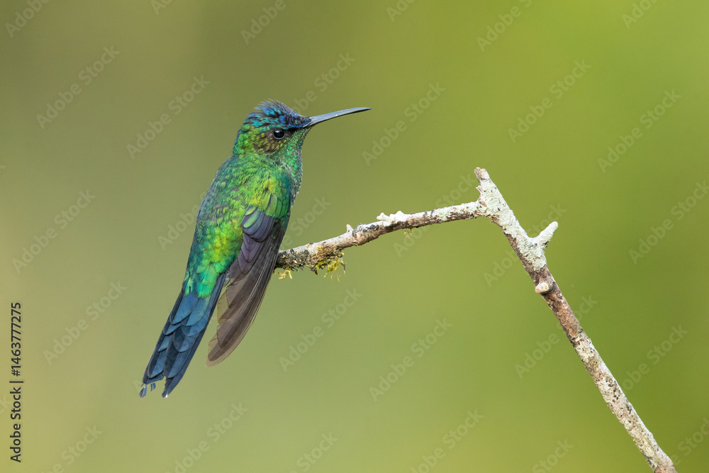 Obraz premium The violet-capped woodnymph (Thalurania glaucopis) is a species of hummingbird in the 