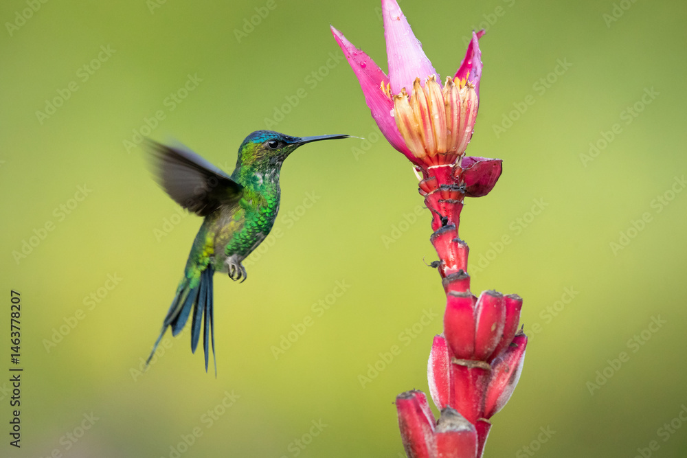 Fototapeta premium The violet-capped woodnymph (Thalurania glaucopis) is a species of hummingbird in the 