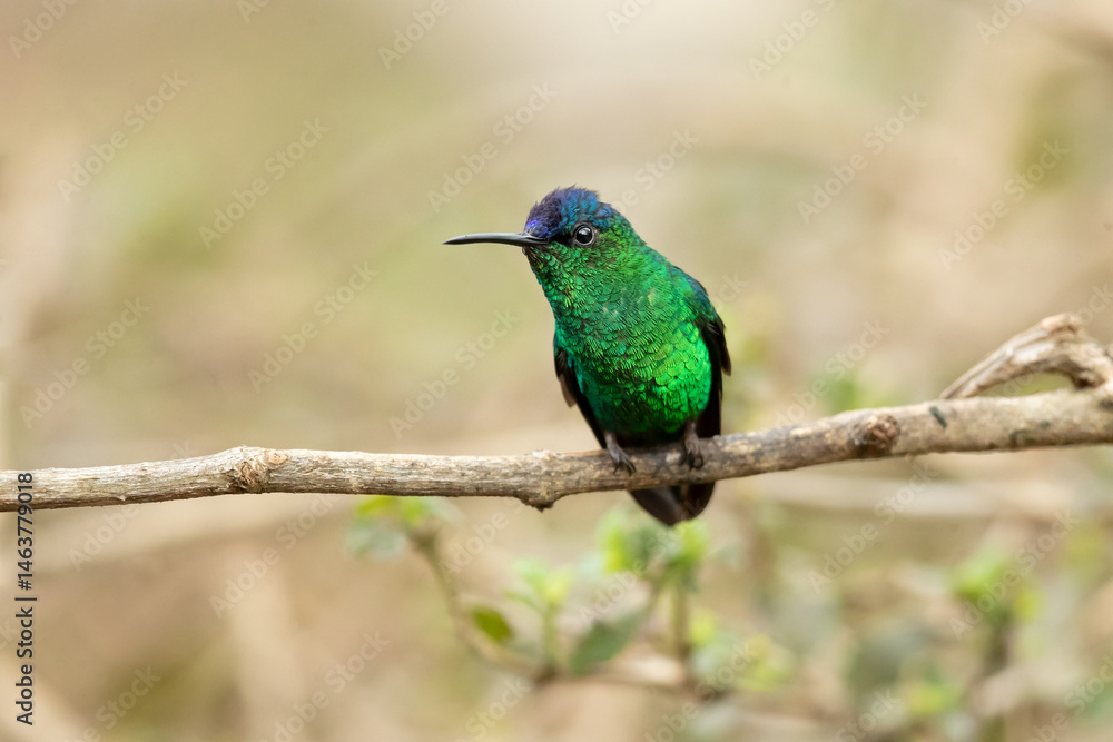 The violet-capped woodnymph (Thalurania glaucopis) is a species of hummingbird in the The violet-capped woodnymph (Thalurania glaucopis) is a species of hummingbird in the