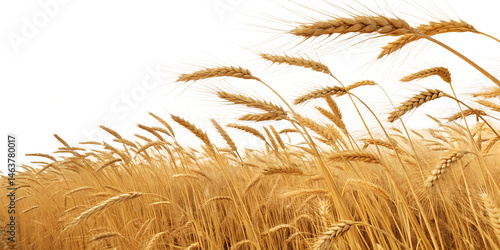 golden wheat field a harvest bounty on white background png