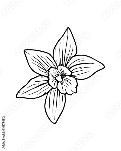 A minimalist line drawing of a narcissus flower blossom art